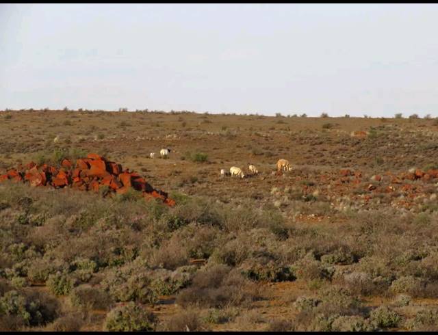 5,850HA FARM FOR SALE IN CALVINIA RURAL